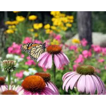 Beautiful Garden Flower